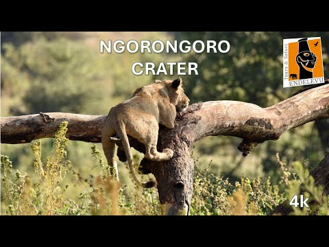 Ngorongoro Video