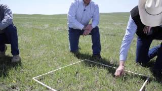 Grazing Animals on Sweet Clover