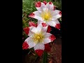 Beautiful Flowers Beautiful Craftyadventures