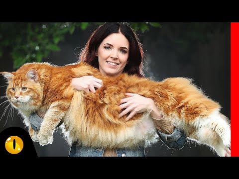 TOP 10 BIGGEST CAT BREEDS