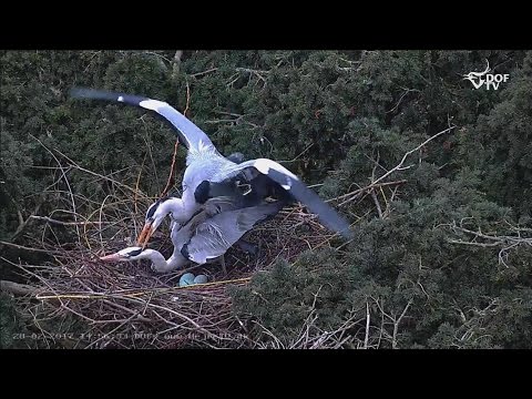 Fiskehejrens parring kræver god balance og et fast greb i nakken