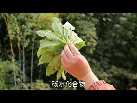 有刺的葉子