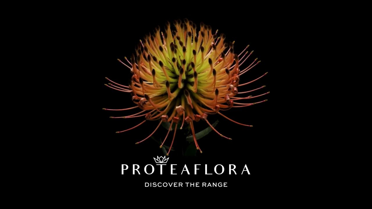 Proteaflora