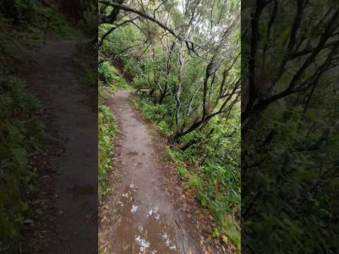🔥 De la Niebla al Océano | Cruz del Carmen ➝ Punta del Hidalgo 🌫️🌊 #Anaga #Tenerife #Senderismo