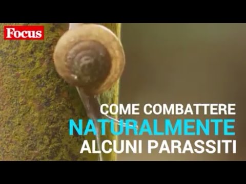 Parassiti da arieti Targhe per la gente da parassiti