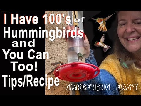 download lagu mp3 mp4 Hummingbird Food Recipe Raw Sugar, download lagu Hummingbird Food Recipe Raw Sugar gratis, unduh video klip Hummingbird Food Recipe Raw Sugar