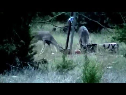 9 Point Buck Hunt 2015 at Sisco D Ranch 9 Point Buck Hunt 2015 at Sisco D Ranch
