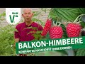 Die Perfekte Himbeere Für Den Balkon Naschobst Für Kinder