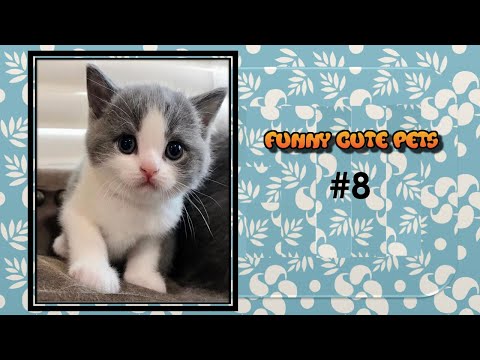 Funny Cute Pets-My Life by Akila-Funny Cracks # 8
