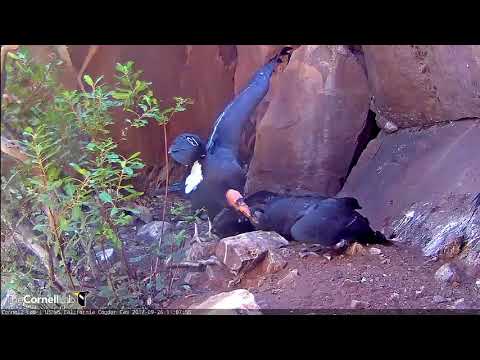 Female Condor Arrives For Vigorous Feeding Event — Sept. 26, 2017