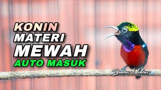 Download lagu MASTERAN KONIN GACOR FULL ISIAN MEWAH COCOK BUAT PANCINGAN DONGKRAK EMOSI KOLIBRI NINJA BAHAN mp3 Download lagu MASTERAN KONIN GACOR FULL ISIAN MEWAH COCOK BUAT PANCINGAN DONGKRAK EMOSI KOLIBRI NINJA BAHAN mp3