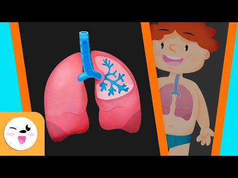 Travel through the Respiratory System - Fun Science for Kids