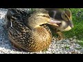 Mama Duck CALLING BABIES Wants Her Ducklings Back