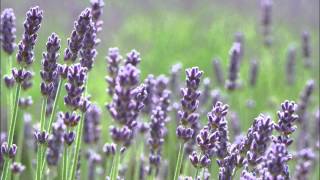 lavender gordon light foot cover