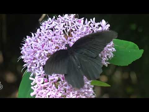 ＦＴＣ９９－ふるさとの宝物地図ー柳津町高桑