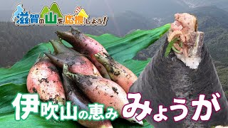 【滋賀の山を応援しよう！】米原市甲賀「伊吹のみょうが」