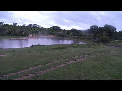 Djuma Private Game Reserve Live Stream
