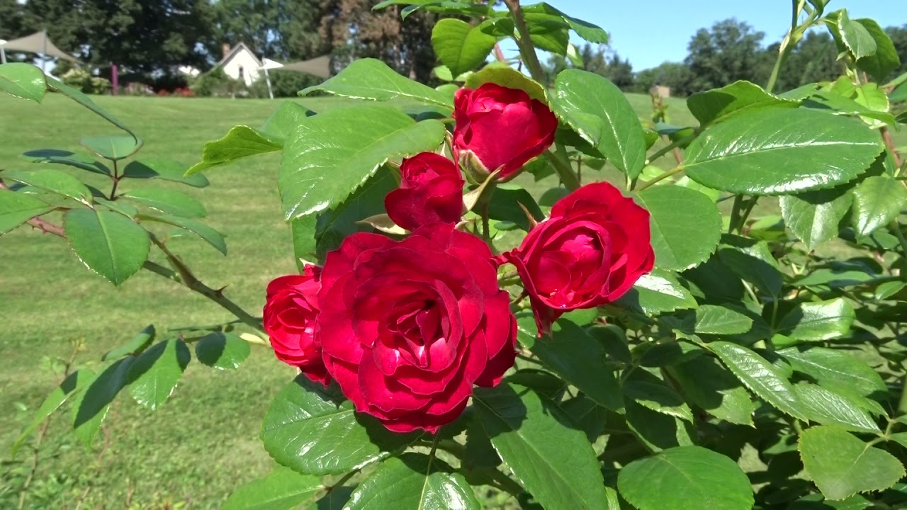 Rosa ´Scarlet Meidiland´