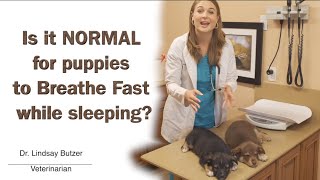 Why do puppies breathe fast while sleeping?!? | Veterinarian Explains