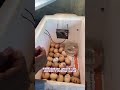 Incubadora de huevos