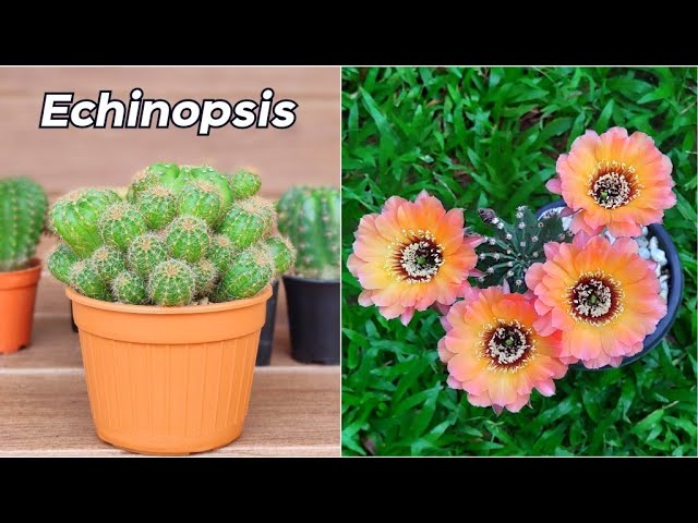 Videouttalande av echinopsis Engelska