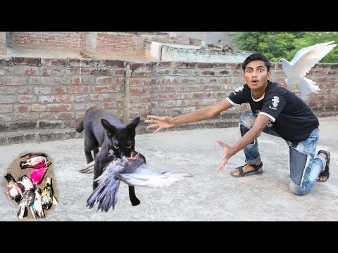 Caught Cat 🐈 At Night | Nasir Vlogs