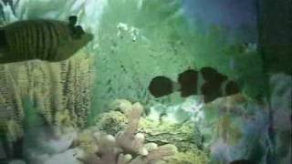 SILVER CONVENTION  (TIGER BABY)