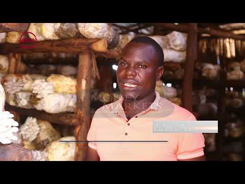 How to Grow Mushrooms