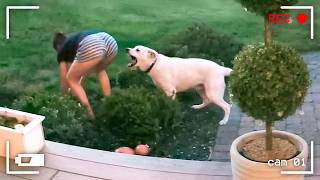 OS ANIMAIS NÃO SABIAM QUE HAVIA UMA CÂMERA NO QUINTAL E FIZERAM ISSO