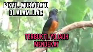 Download lagu PIKAT MURAI BATU MUDA HUTAN DENGAN INI YANG JAUH MENDEKAT AKURAT mp3 Download lagu PIKAT MURAI BATU MUDA HUTAN DENGAN INI YANG JAUH MENDEKAT AKURAT mp3