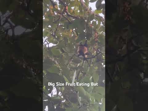 A Big Fruit Eating Bat 🦇of South India 🇮🇳