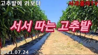 [고추재배]서서 따는 고추밭/시원한 고추 밭