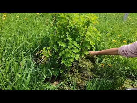Ściółkowanie świeżą trawą. Koniec plewienia krzewów, drzew, roślin wieloletnich i grządek.