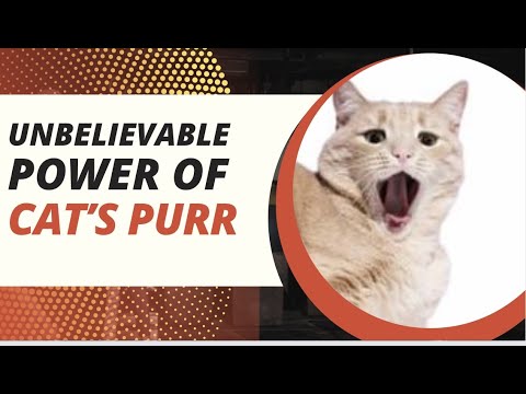 Proven healing power of a cat’s purr