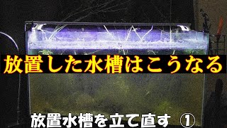【放置水槽】9か月間放置していた水槽を立て直す①
