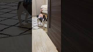 こっそり覗いてくるワンコ#shorts