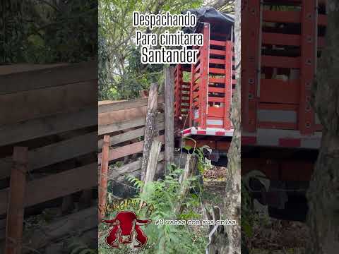 🐄💯🥛DESPACHANDO PARA CIMITARRA SANTANDER #ganaderoscolombia #caquetacolombia  #ganaderos  #huila