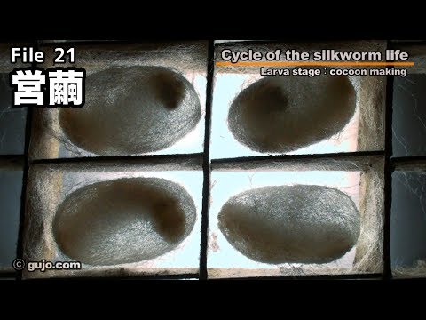 Cycle of the silkworm life - YouTube