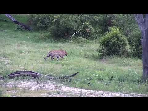 Djuma: Leopard-Molwati male drinks at pan then walks towards Mvubu Road - 07:50 - 12/26/2022