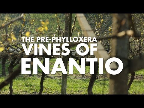 The Pre-Phylloxera Vines of Enantio - Sip Trip Shorts