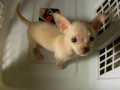 Chihuahua Crying