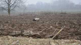 preview picture of video 'Telelő lengyel jeladós gólya / Wintering Polish tagged stork / 2'