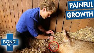 220kg Pig URGENTLY Needs Tusks Cut | Bondi Vet Full Episode
