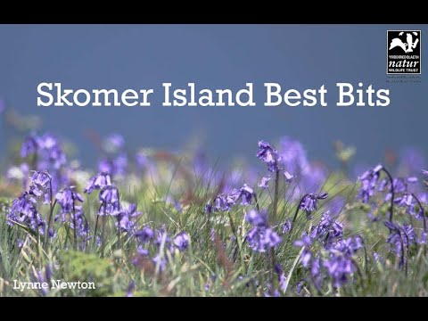 Búrnik Manx (Puffinus puffinus) — nočné volania v kolónii Skomer Island