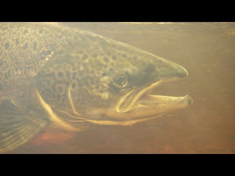 Reading The Water - How To