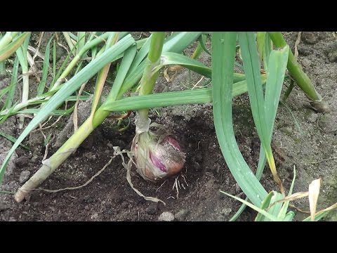 , title : 'Características del Manejo Técnico y Sostenible del Cultivo de Ajo - TvAgro por Juan Gonzalo Angel'