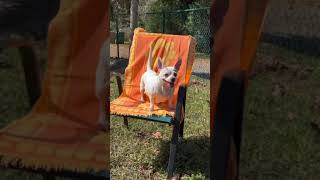 Video preview image #1 Chihuahua Puppy For Sale in Weston, FL, USA