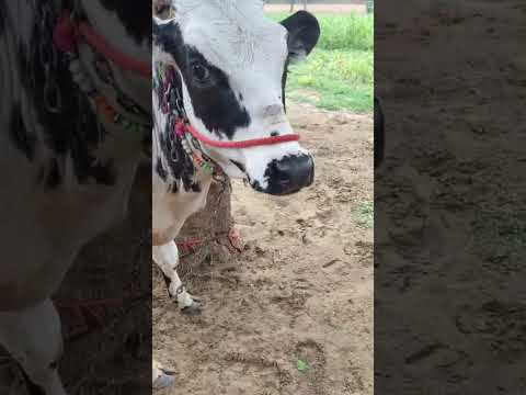 #gama #music #beats #slowedandreverb #halloween #remix #gama #cow #animals #farming