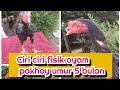 Ciri Fisik Ayam Pakhoy ️ Ciri Ciri Ayam Pakhoy