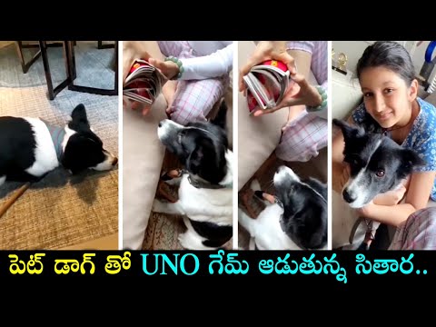 Mahesh Babu Daughter Sitara Playing UNO Game With Her Pet Dog || Sitara Cute Videos || Silver Screen